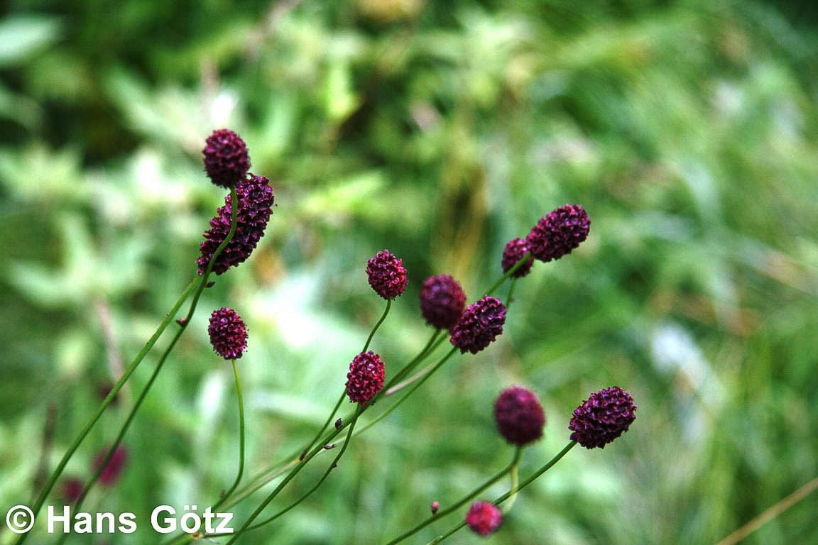 Wiesenknopf 'Tanna' (Sanguisorba officinalis)