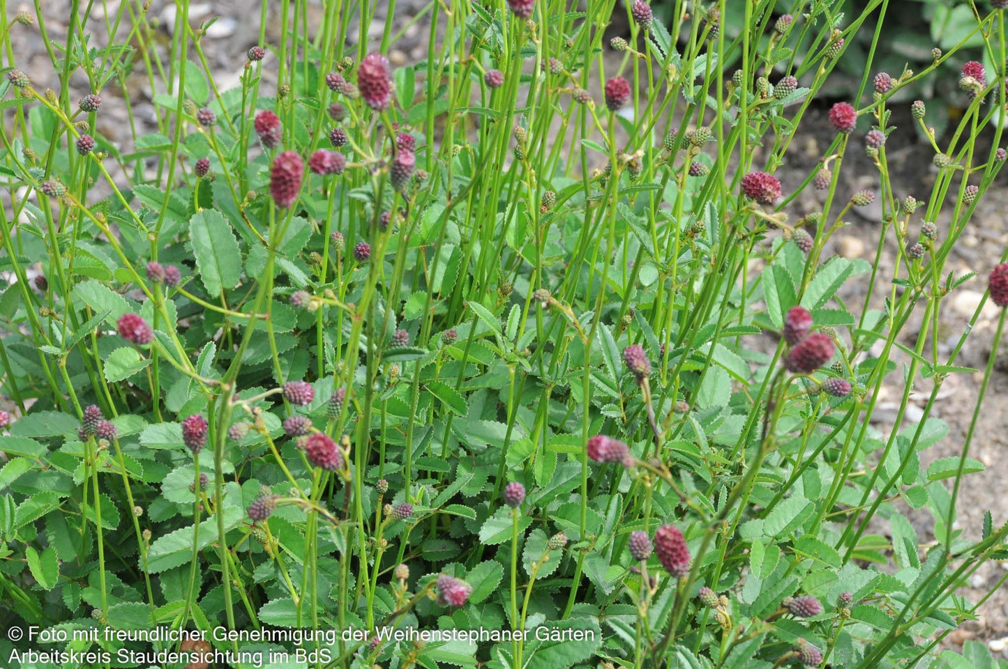 Wiesenknopf 'Tanna' (Sanguisorba officinalis)