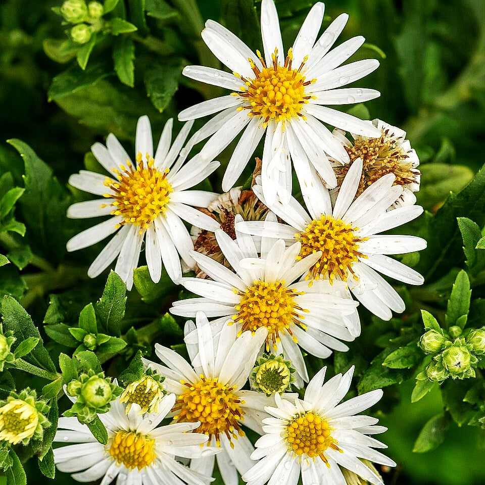Wild-Aster 'Ashvi' (Aster ageratoides)