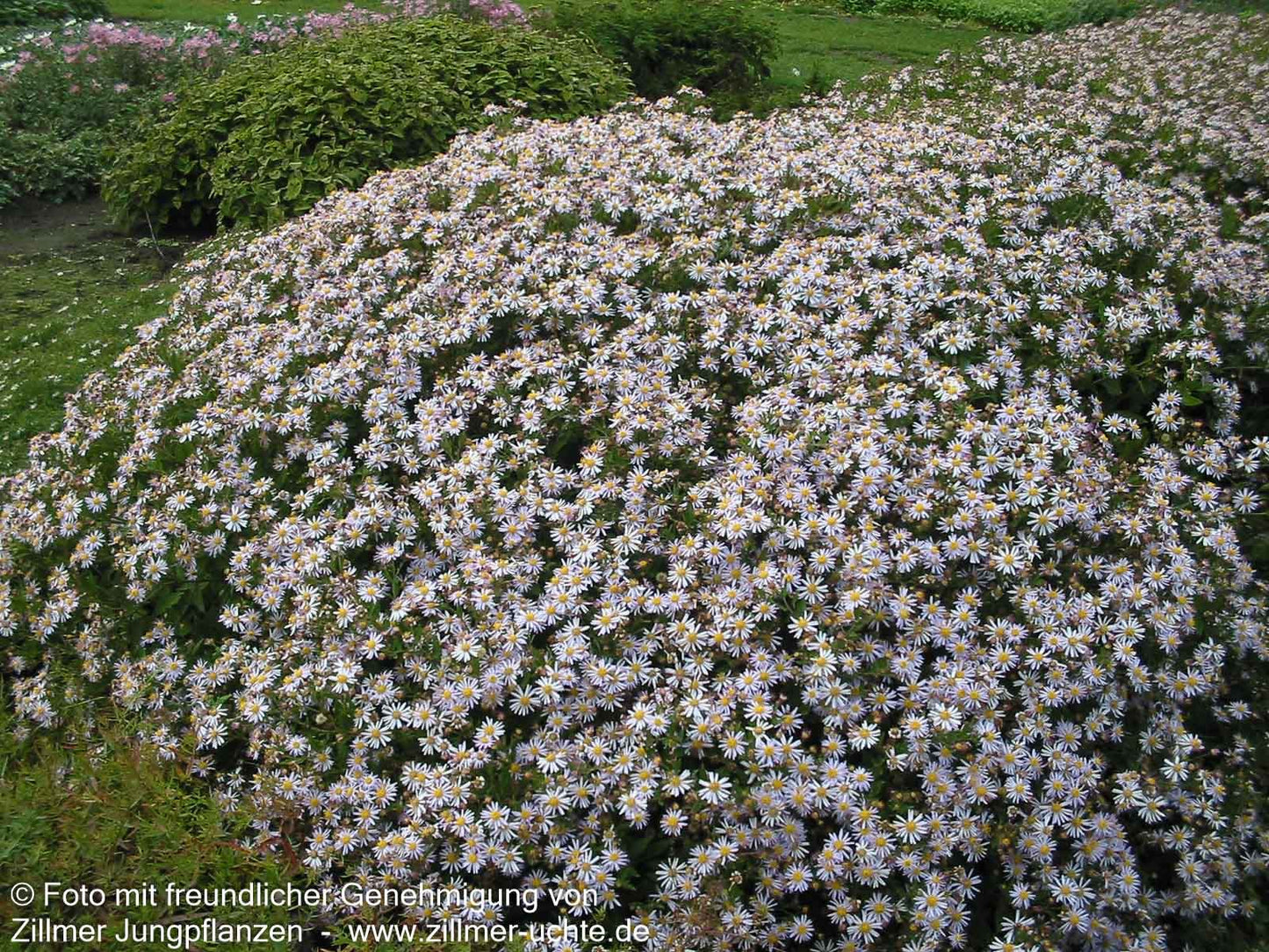 Wild-Aster 'Asran' (Aster ageratoides)