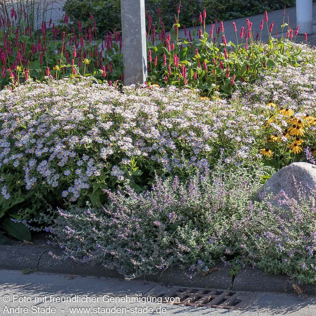 Wild-Aster 'Asran' (Aster ageratoides)