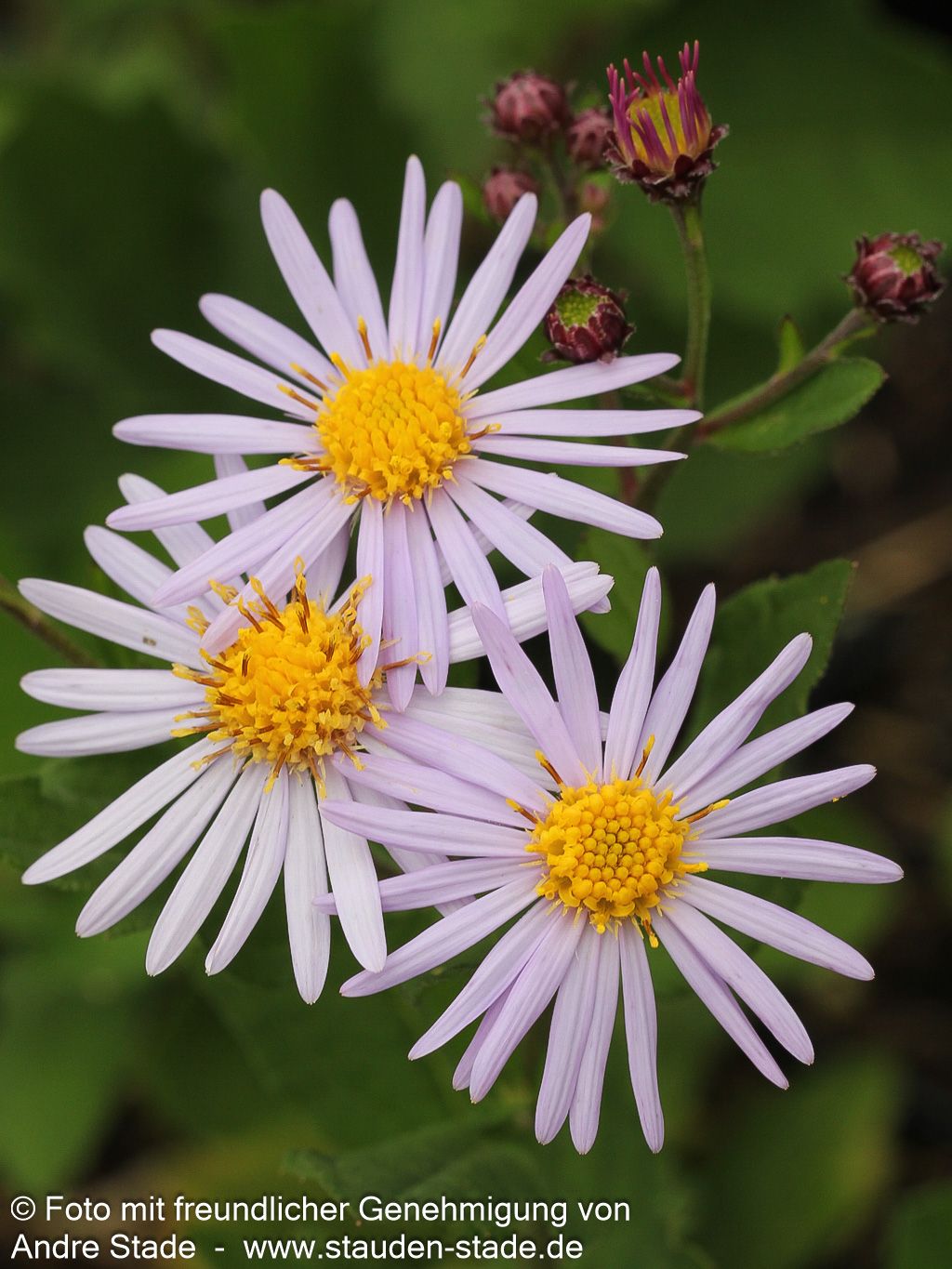 Wild-Aster 'Asran' (Aster ageratoides)