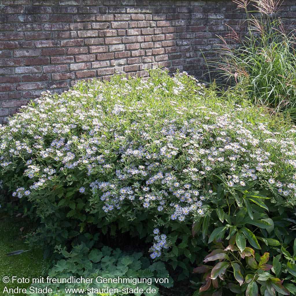 Wild-Aster 'Asran' (Aster ageratoides)