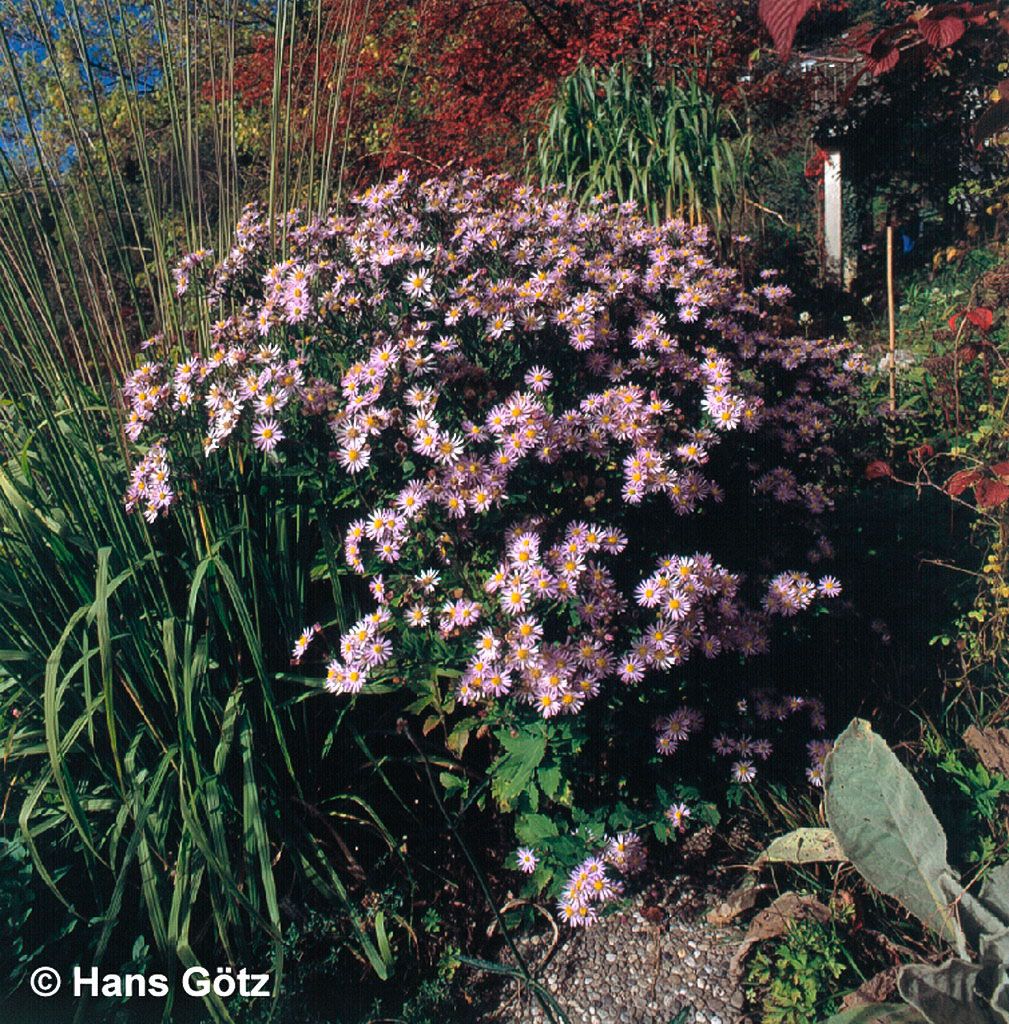 Wild-Aster 'Asran' (Aster ageratoides)