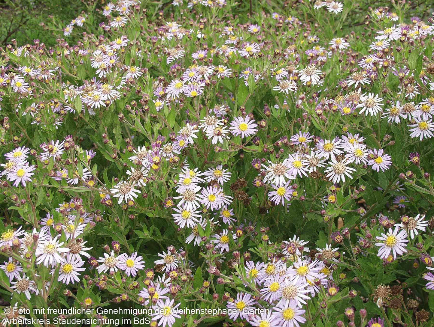 Wild-Aster 'Asran' (Aster ageratoides)