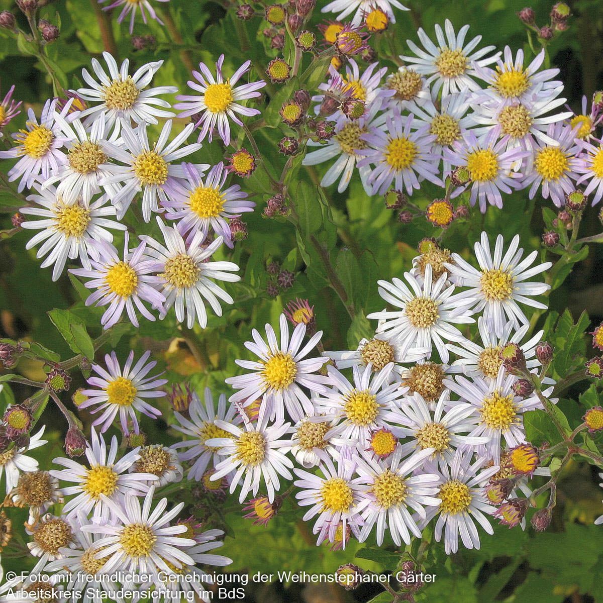 Wild-Aster 'Asran' (Aster ageratoides)