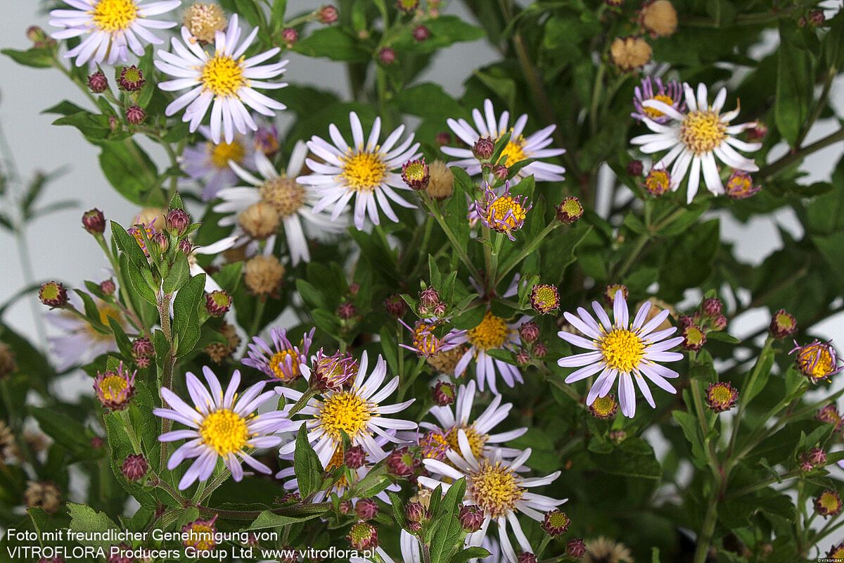 Wild-Aster 'Asran' (Aster ageratoides)