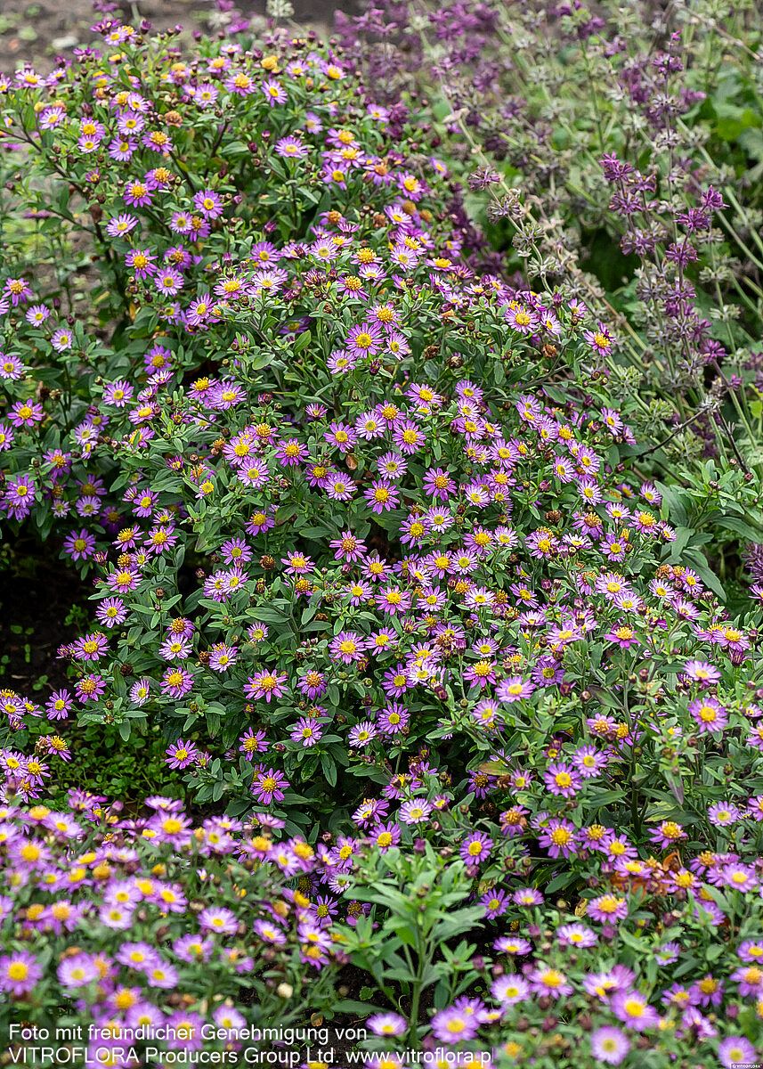 Wild-Aster 'Ezo Murasaki' (Aster ageratoides)