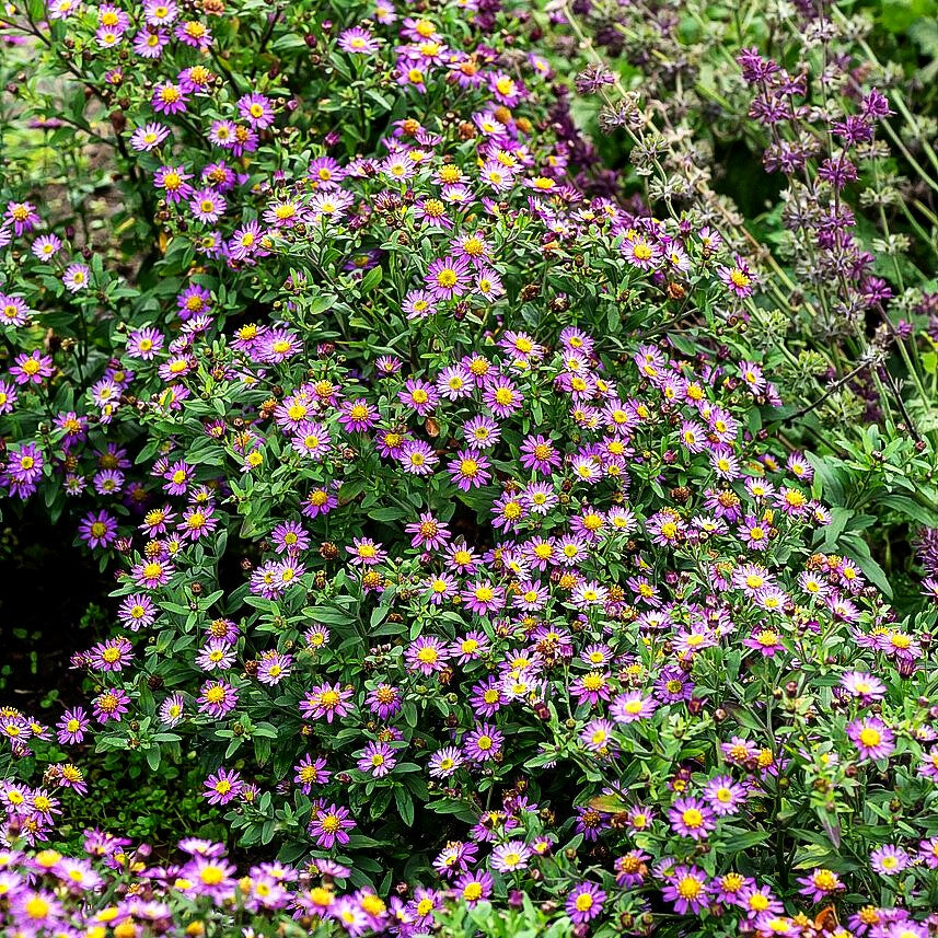 Wild-Aster 'Ezo Murasaki' (Aster ageratoides)