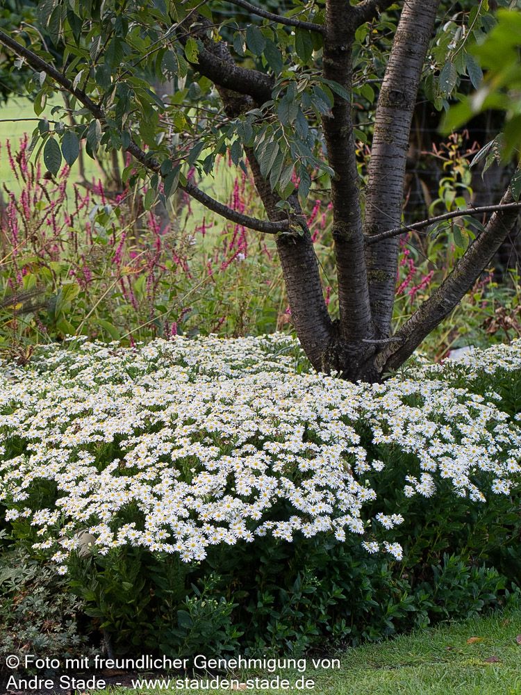 Wild-Aster 'Starshine' (Aster ageratoides)