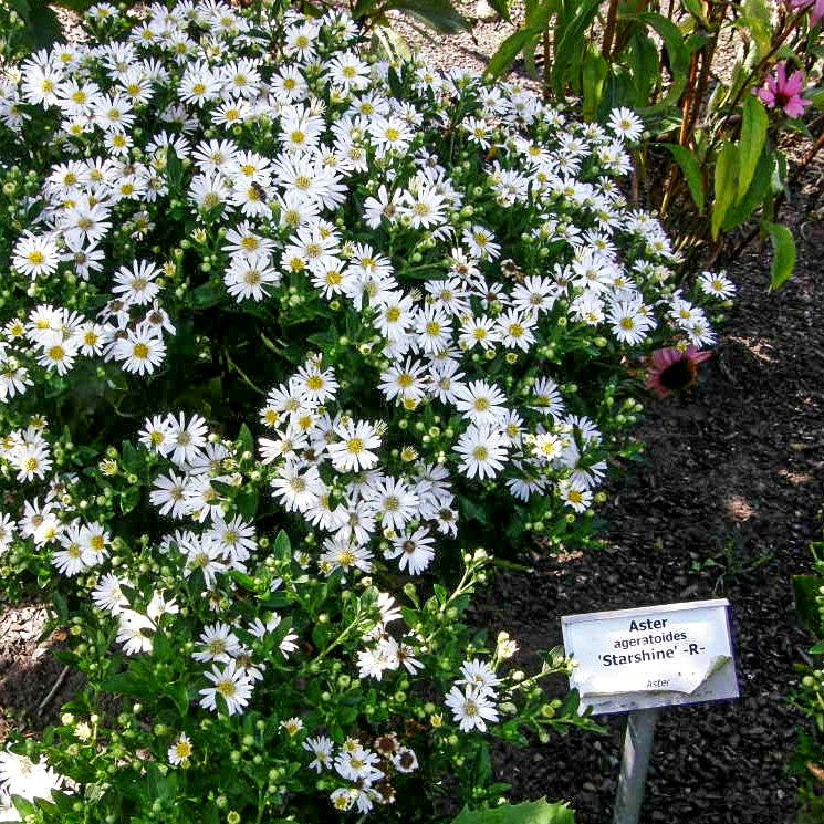 Wild-Aster 'Starshine' (Aster ageratoides)