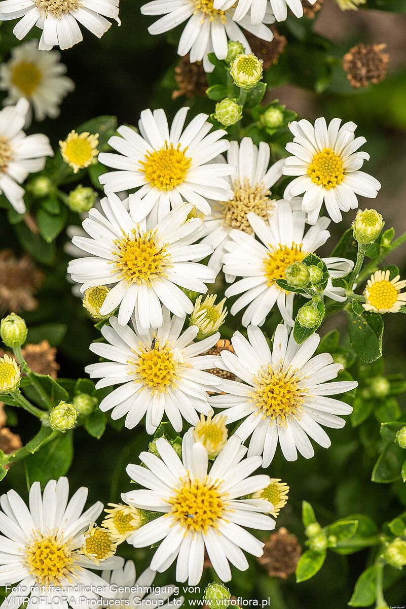 Wild-Aster 'Starshine' (Aster ageratoides)