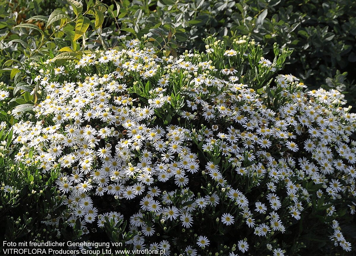 Wild-Aster 'Starshine' (Aster ageratoides)