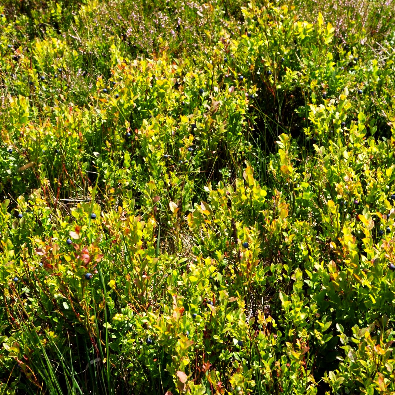 Wilde Heidelbeere (Vaccinium myrtillus)