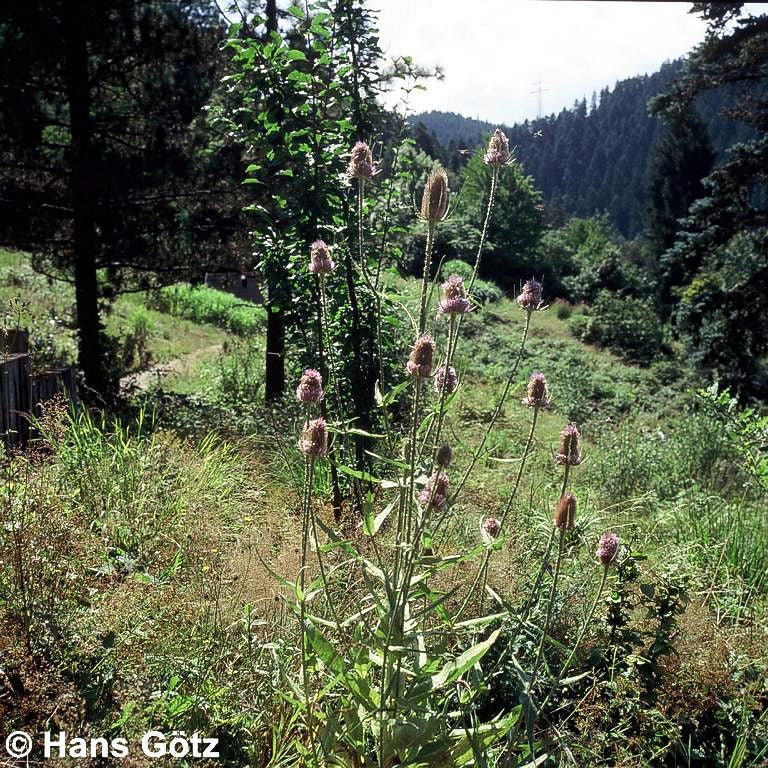 Wilde Karde (Dipsacus fullonum)