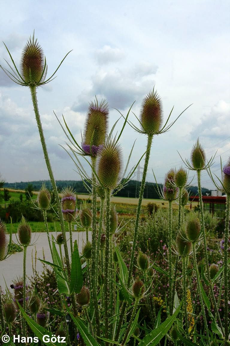 Wilde Karde (Dipsacus fullonum)