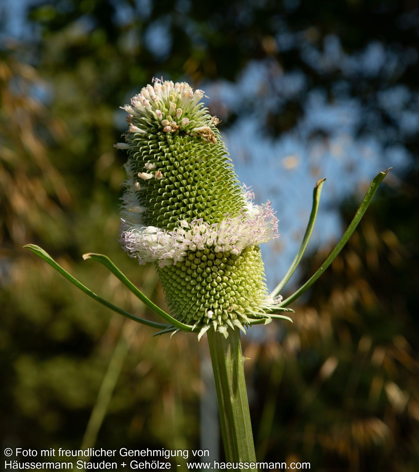Wilde Karde (Dipsacus fullonum)