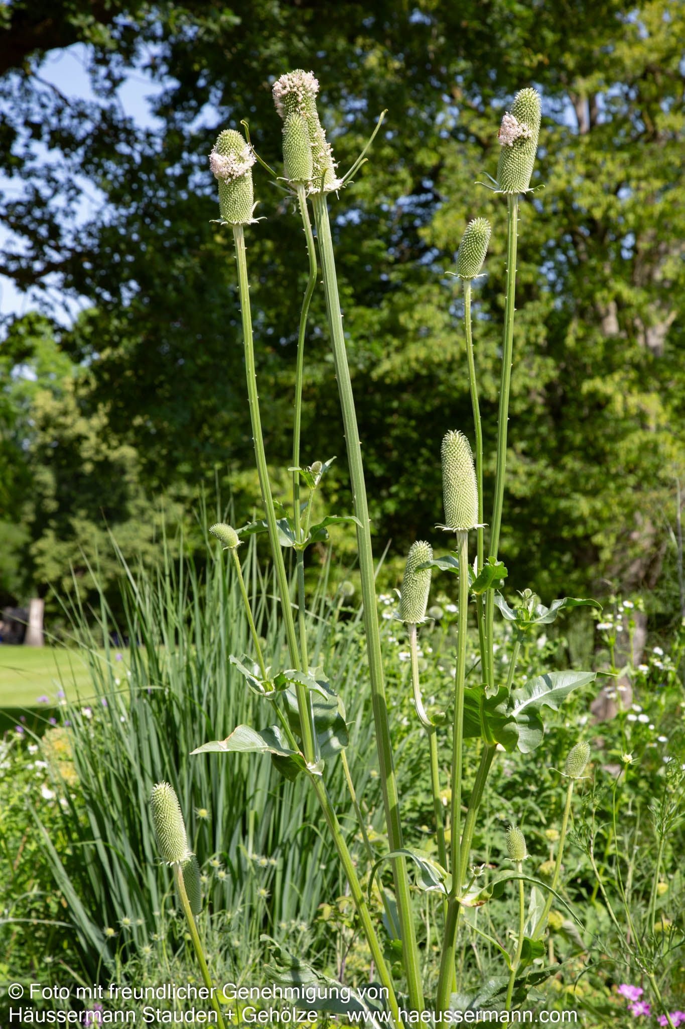 Wilde Karde (Dipsacus fullonum)