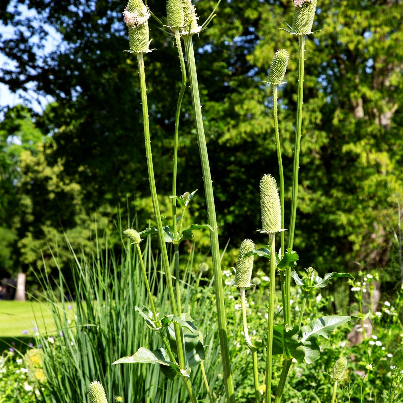 Wilde Karde (Dipsacus fullonum)