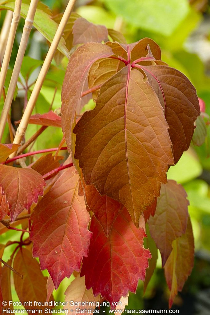 Wilder Wein 'Engelmannii' (Parthenocissus quinquefolia)