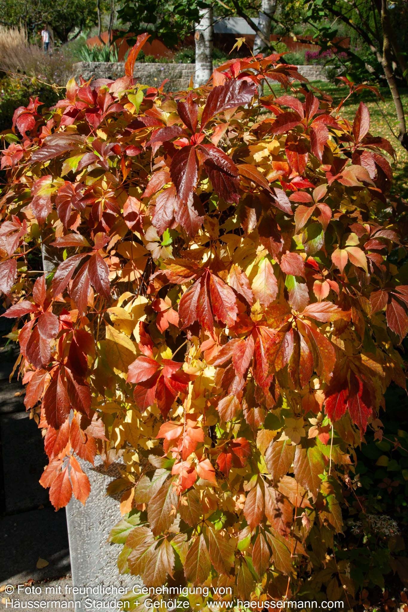 Wilder Wein 'Engelmannii' (Parthenocissus quinquefolia)