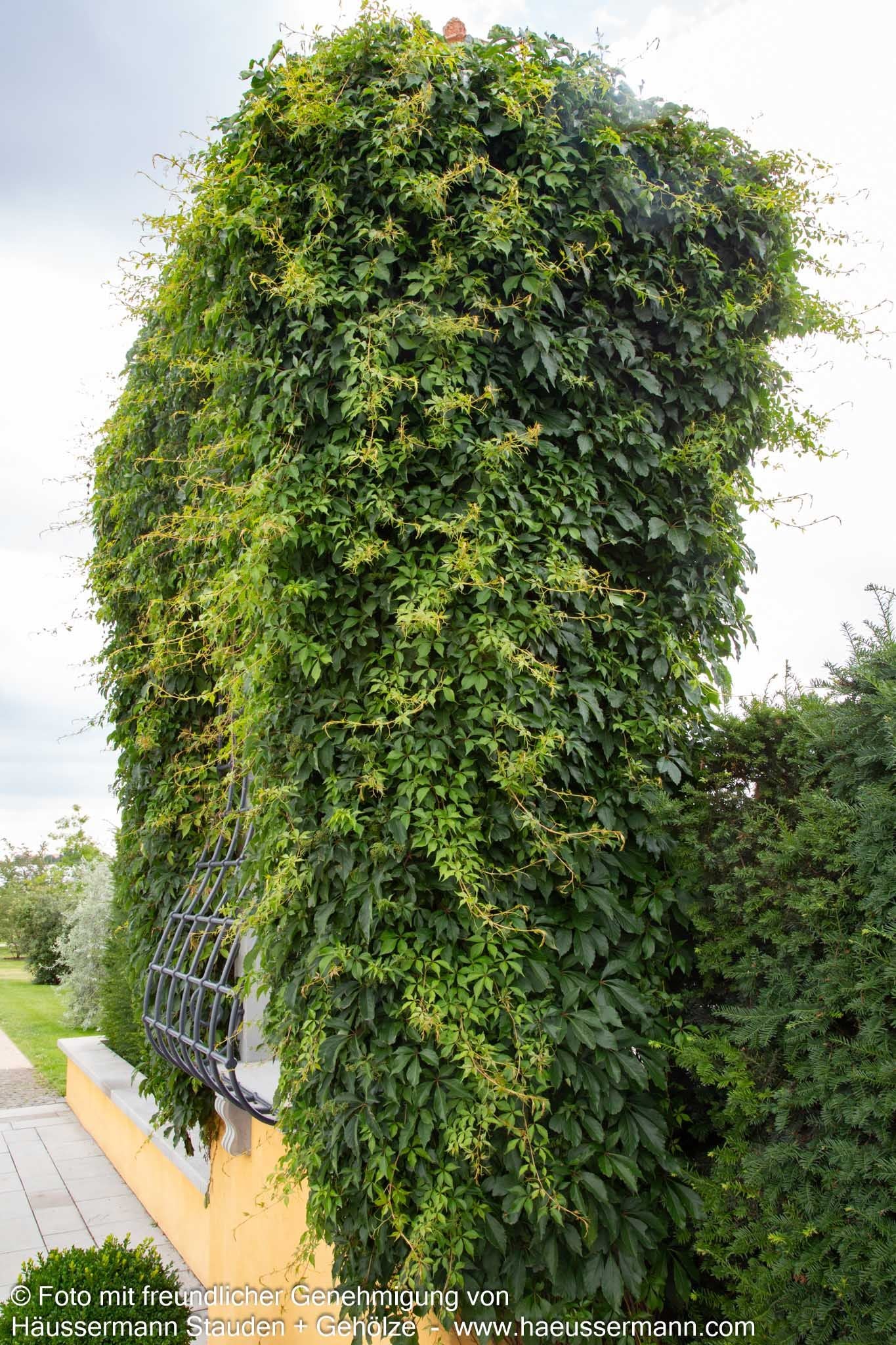 Wilder Wein 'Engelmannii' (Parthenocissus quinquefolia)