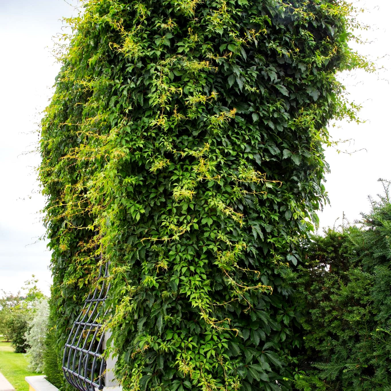 Wilder Wein 'Engelmannii' (Parthenocissus quinquefolia)