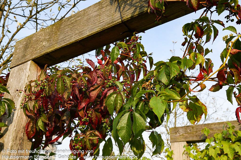 Wilder Wein (Parthenocissus quinquefolia)