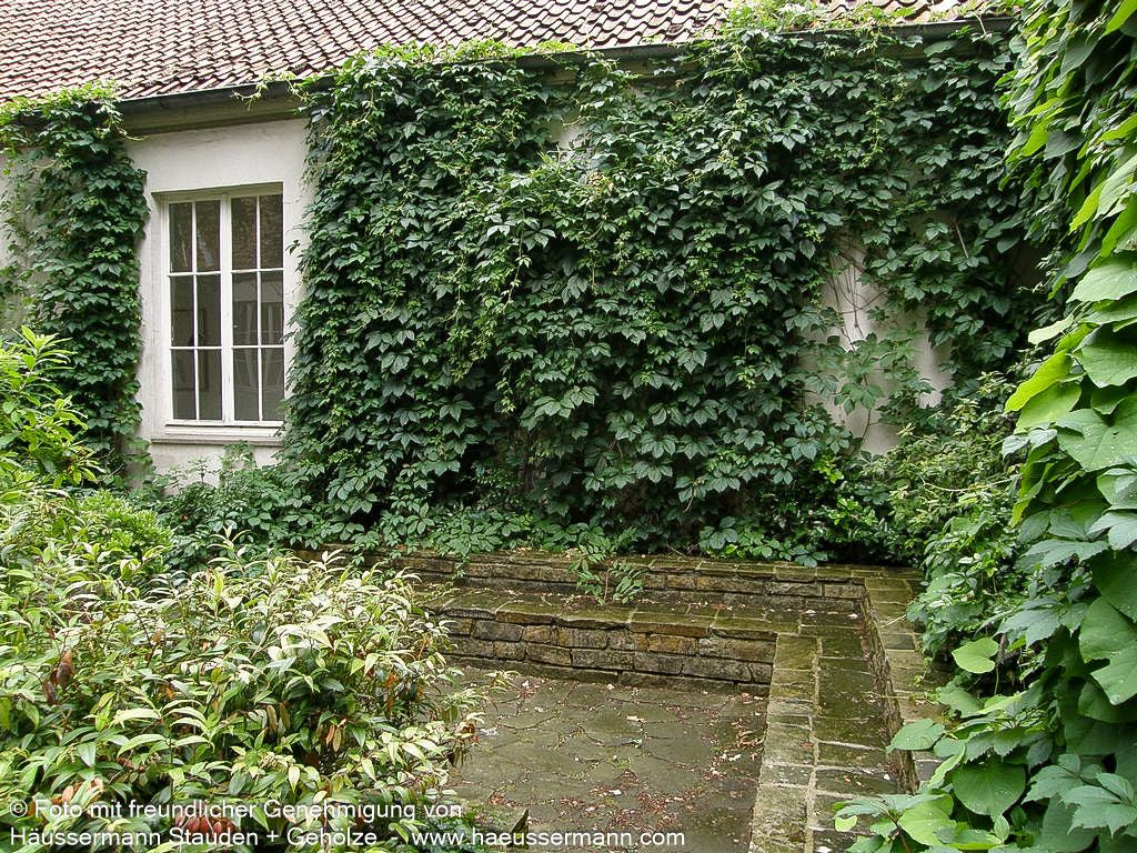 Wilder Wein (Parthenocissus quinquefolia)