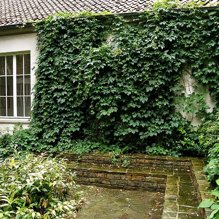 Wilder Wein (Parthenocissus quinquefolia)
