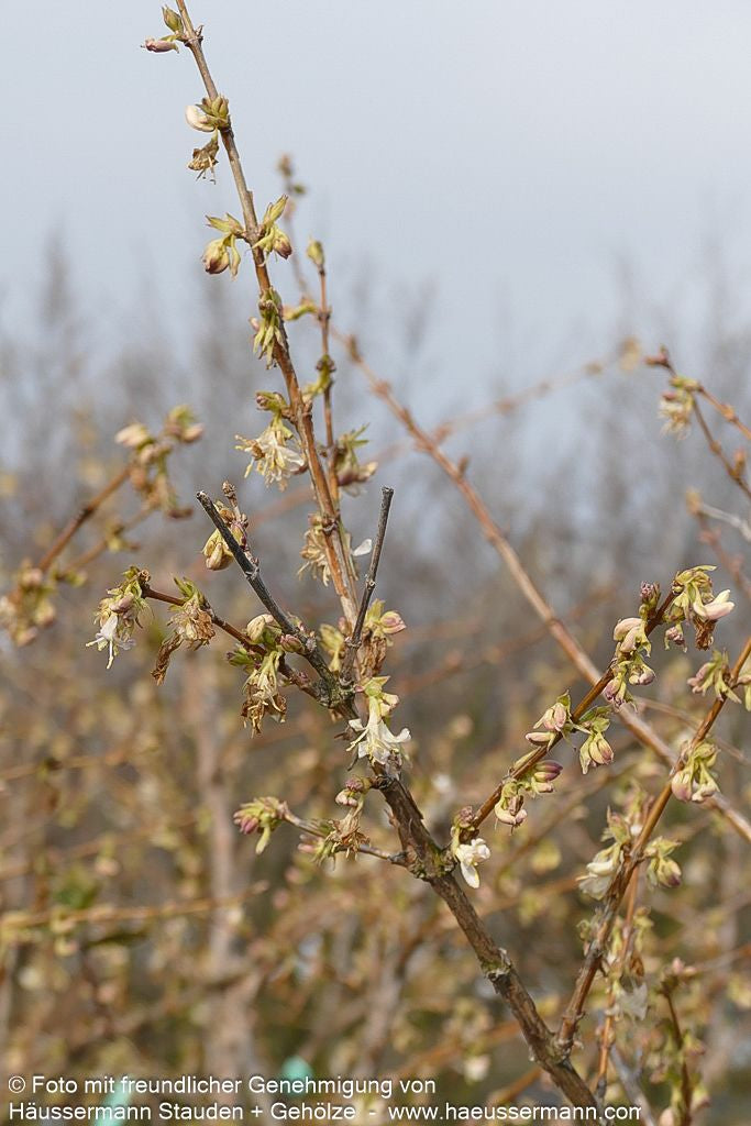 Winter-Duft-Heckenkirsche (Lonicera x purpusii)