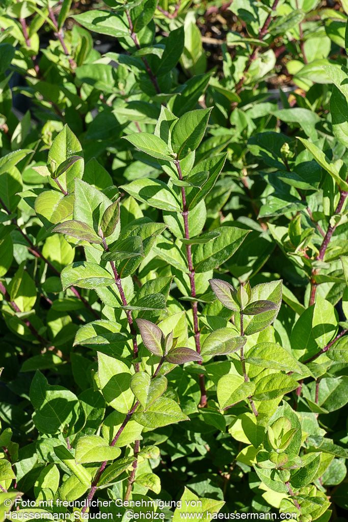 Winter-Duft-Heckenkirsche (Lonicera x purpusii)