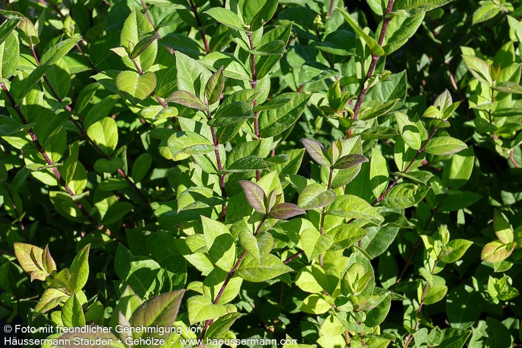 Winter-Duft-Heckenkirsche (Lonicera x purpusii)