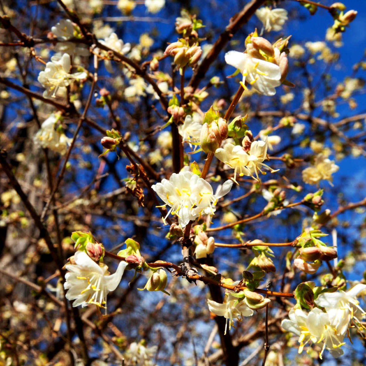 Winter-Duft-Heckenkirsche (Lonicera x purpusii)