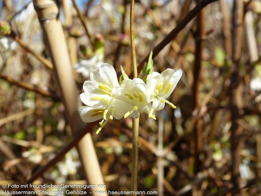 Winter-Duft-Heckenkirsche (Lonicera x purpusii)