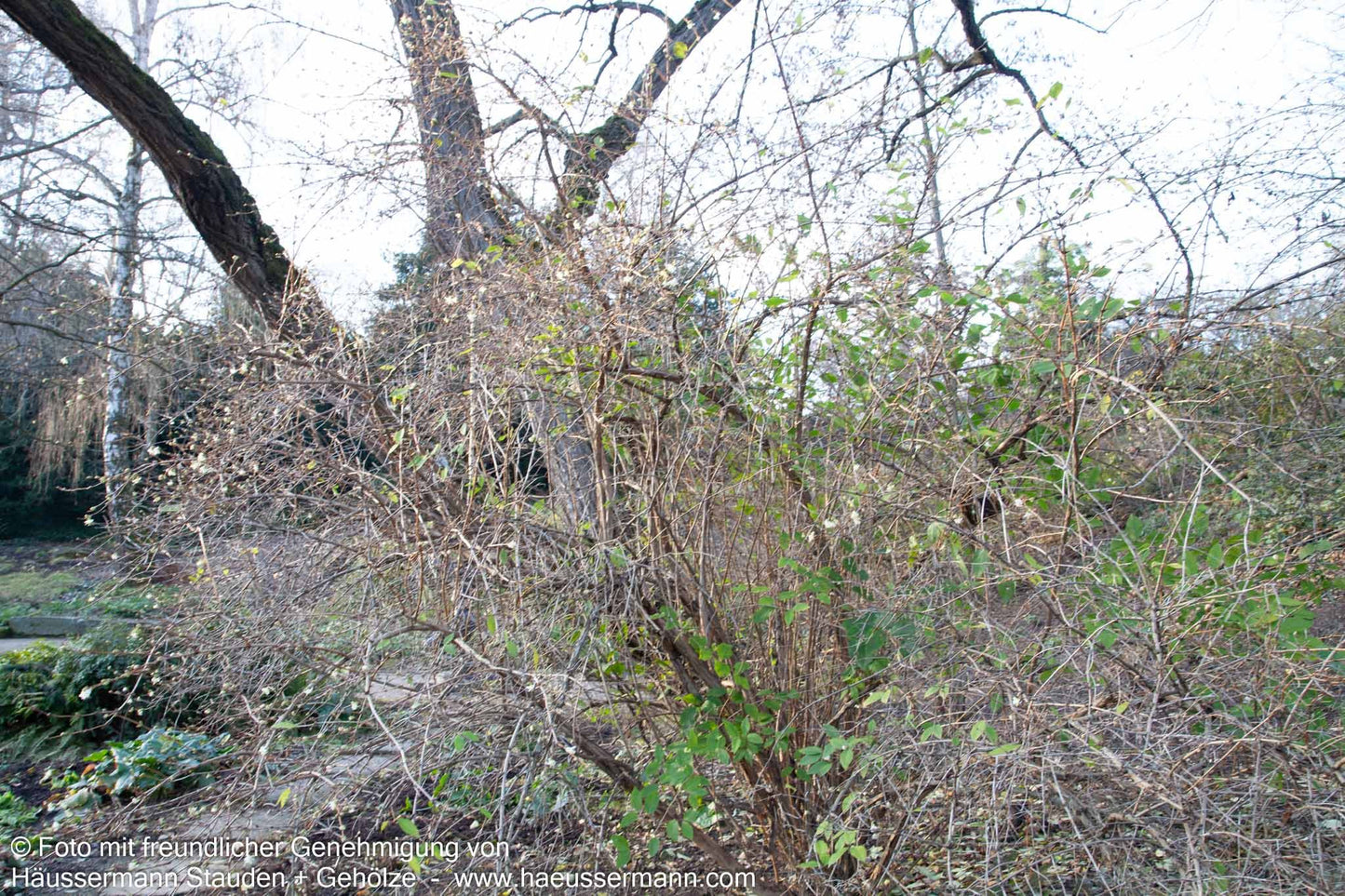 Winter-Duft-Heckenkirsche (Lonicera x purpusii)