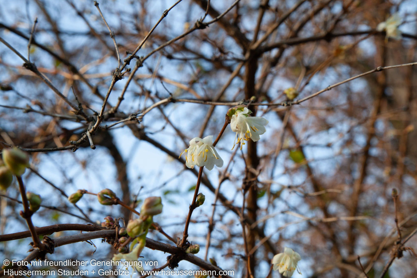 Winter-Duft-Heckenkirsche (Lonicera x purpusii)