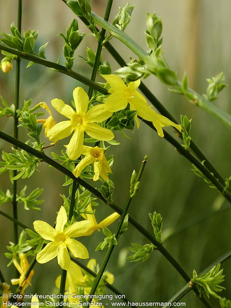 Winter-Jasmin (Jasminum nudiflorum)