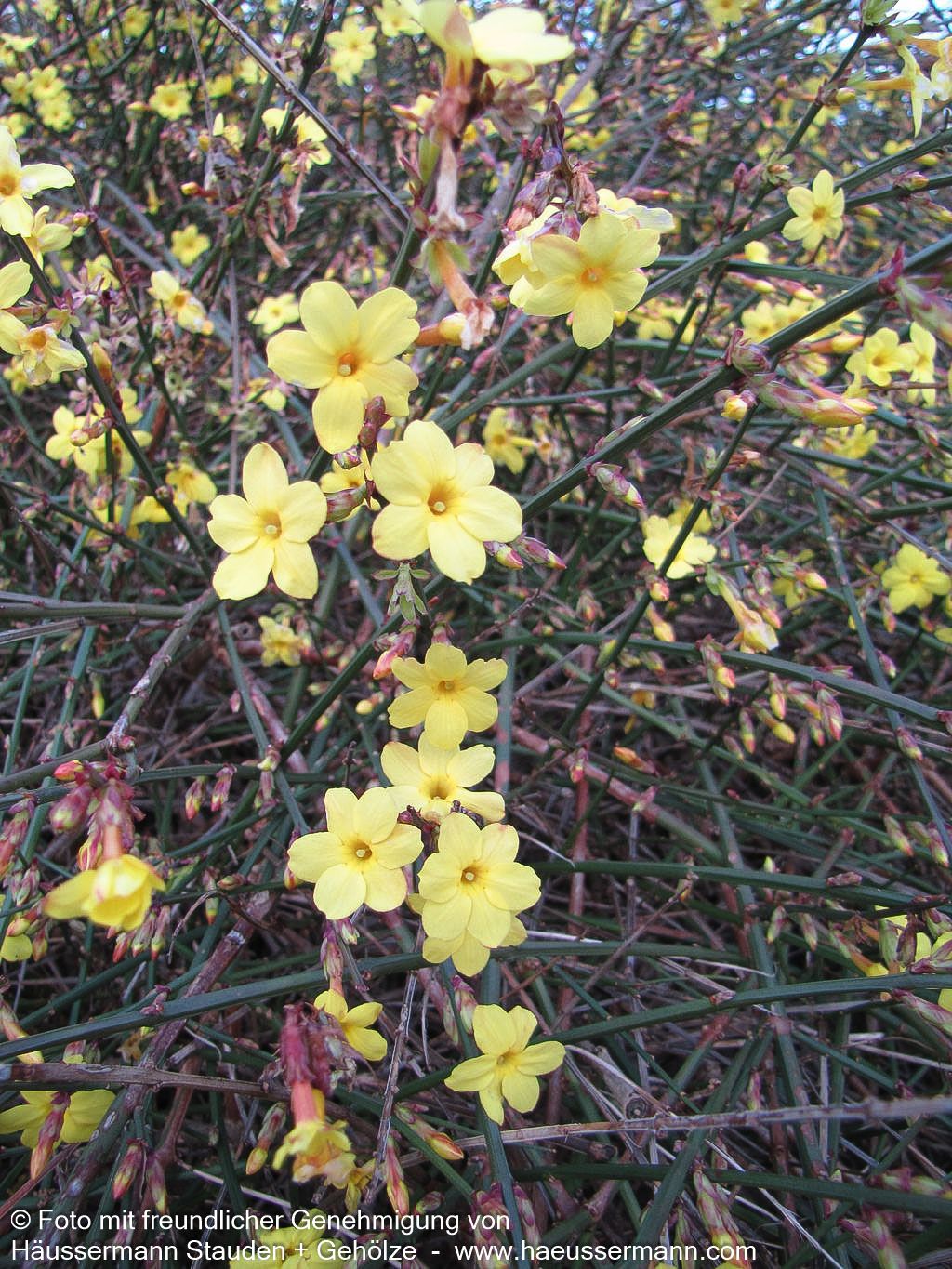 Winter-Jasmin (Jasminum nudiflorum)