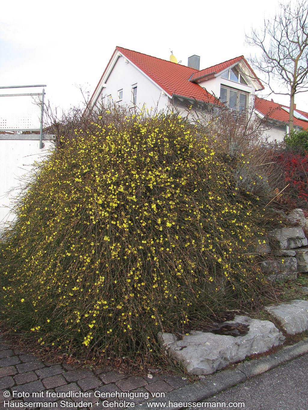 Winter-Jasmin (Jasminum nudiflorum)