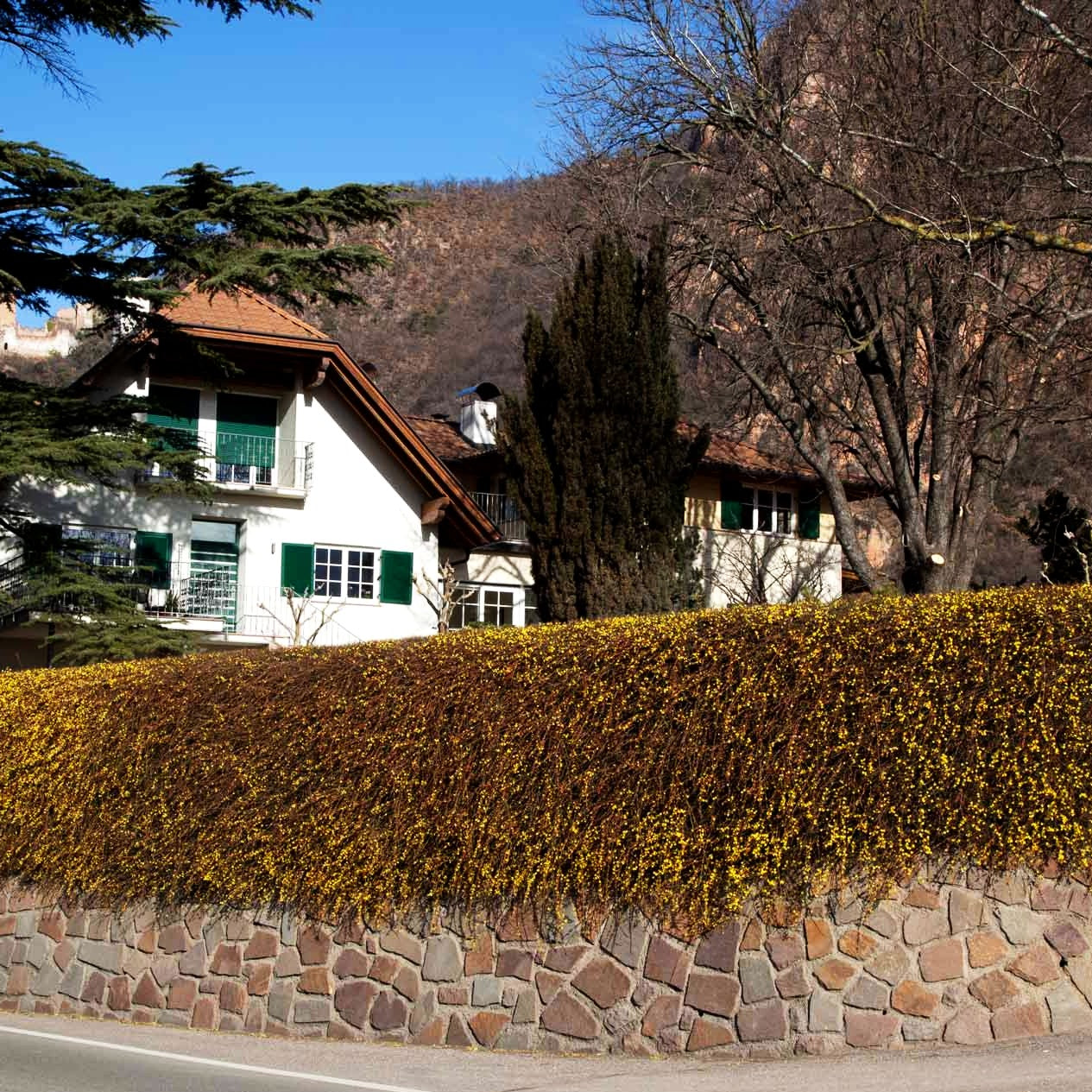 Winter-Jasmin (Jasminum nudiflorum)