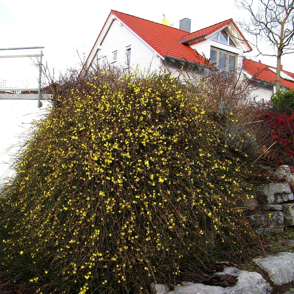 Winter-Jasmin (Jasminum nudiflorum)