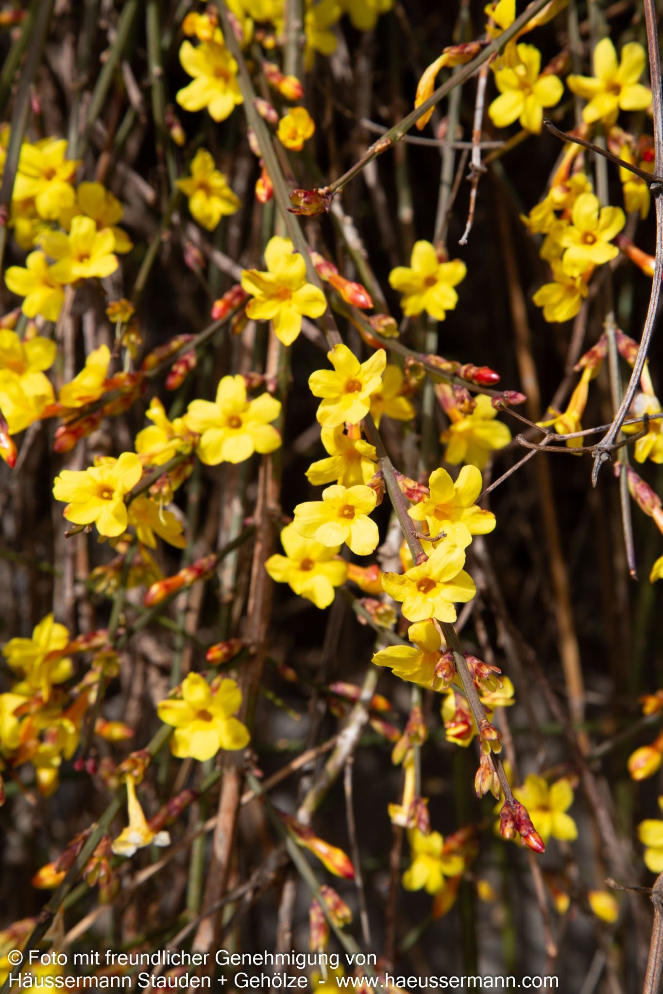 Winter-Jasmin (Jasminum nudiflorum)