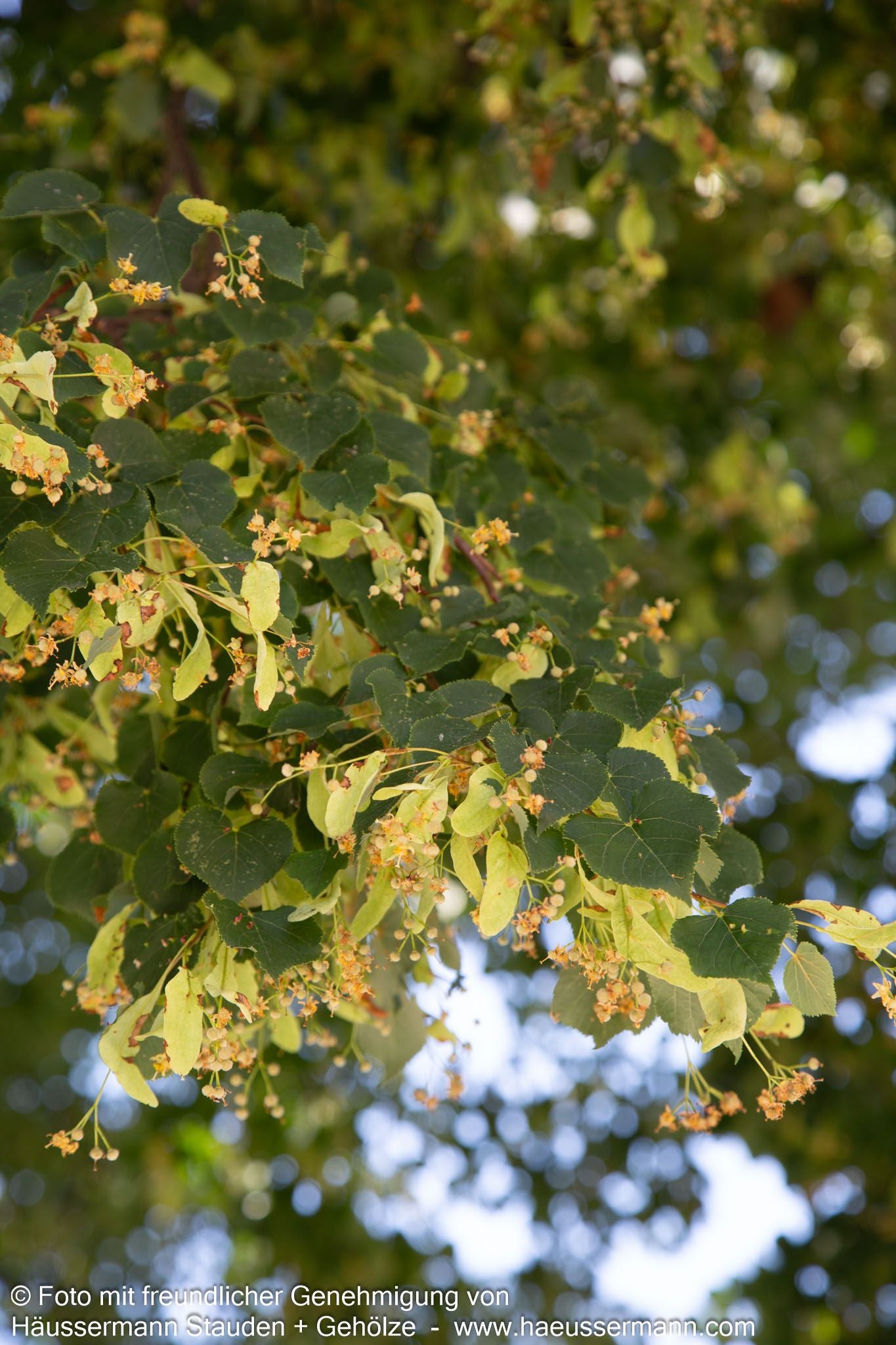 Winter-Linde (Tilia cordata)