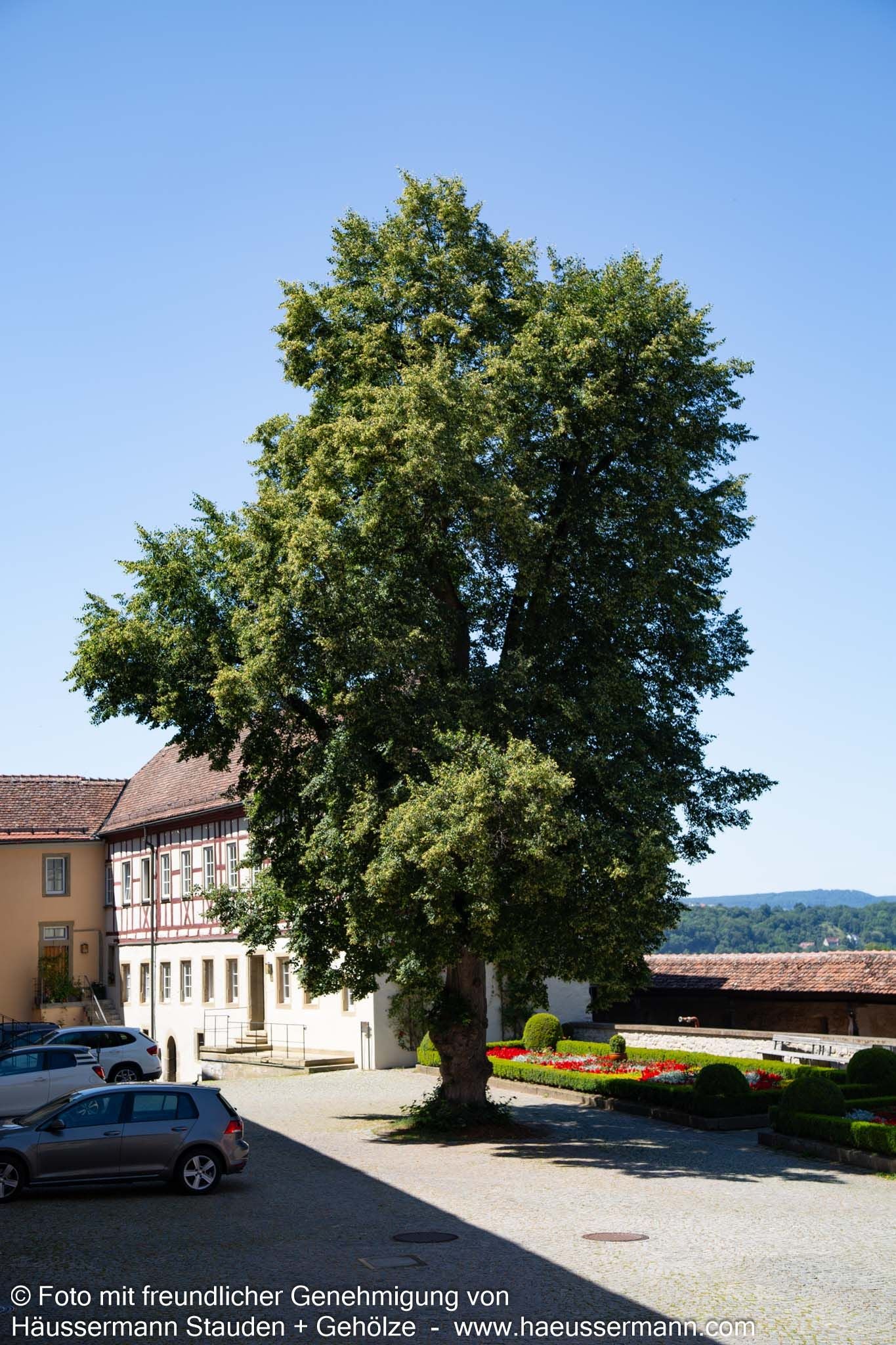 Winter-Linde (Tilia cordata)