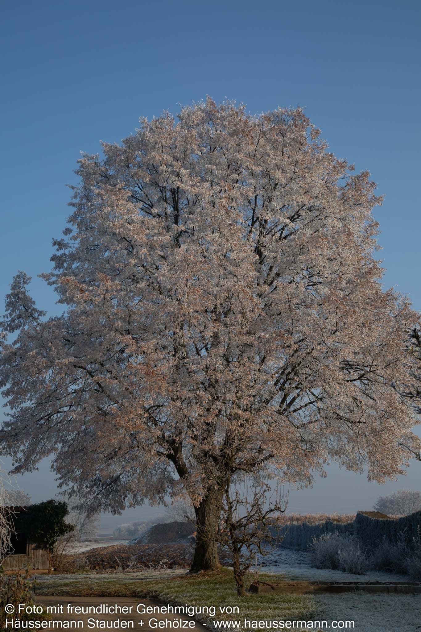 Winter-Linde (Tilia cordata)
