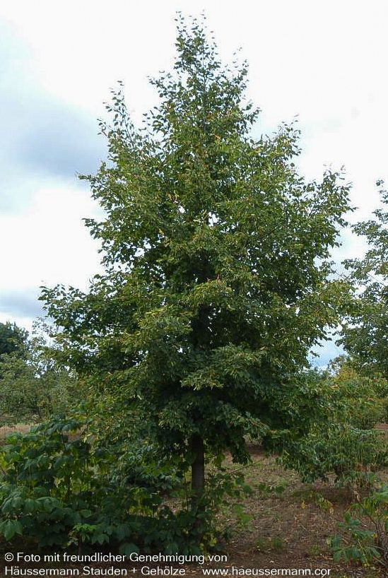 Winter-Linde (Tilia cordata)