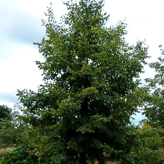 Winter-Linde (Tilia cordata)