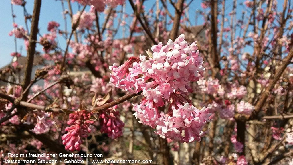 Winter-Schneeball 'Dawn' (Viburnum x bodnantense)