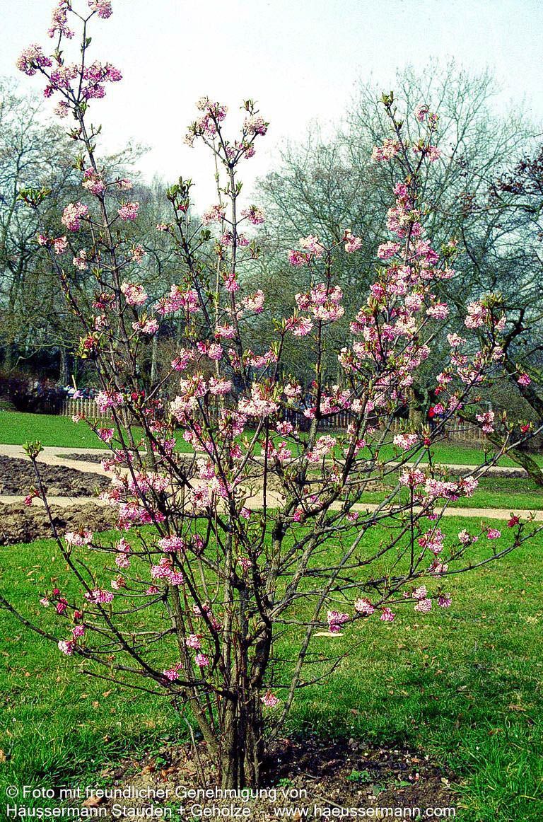 Winter-Schneeball 'Dawn' (Viburnum x bodnantense)